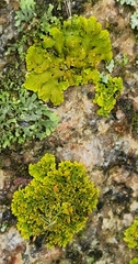 Xanthomendoza ulophyllodes