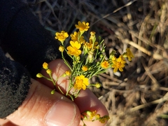 Gutierreziinae