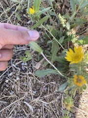 Grindelia camporum