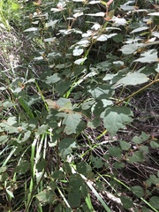 Lasiopetalum floribundum