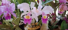 Cattleya trianae