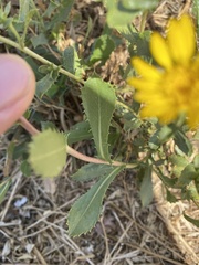 Grindelia camporum