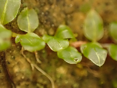 Plagiomnium rostratum