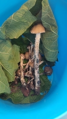 Psilocybe zapotecorum
