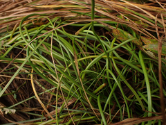 Triglochin maritima