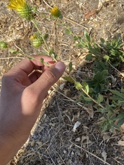 Grindelia camporum