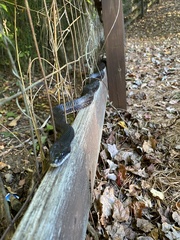 Pantherophis alleghaniensis