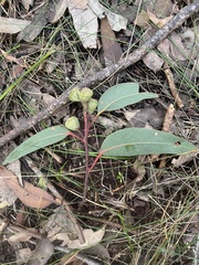 Eucalyptus megacarpa