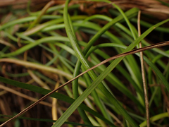 Triglochin maritima