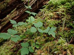 Tiarella trifoliata trifoliata