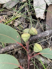 Eucalyptus megacarpa