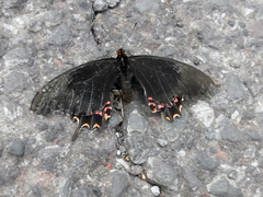 Heraclides rogeri pharnaces