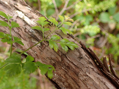 Coptis aspleniifolia