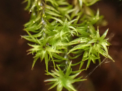 Mnium thomsonii
