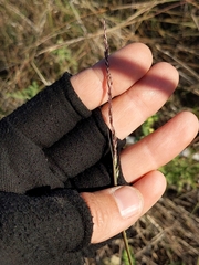 Sporobolus compositus