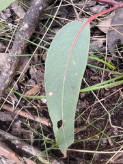 Eucalyptus megacarpa