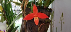 Phragmipedium