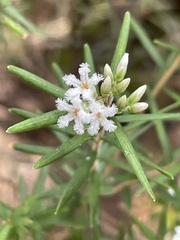 Leucopogon