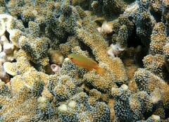 Pomacentrus simsiang