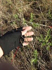 Sporobolus compositus