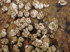 Balanus glandula
