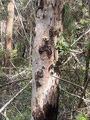 Eucalyptus megacarpa