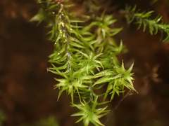 Mnium thomsonii