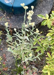 Pseudognaphalium stramineum