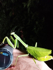 Macromantis hyalina
