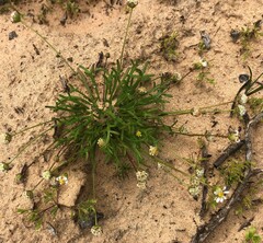 Brachyscome lineariloba