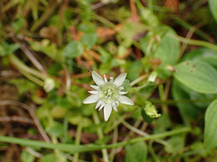 Gentiana douglasiana