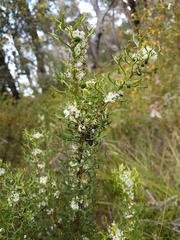 Grevillea trifida