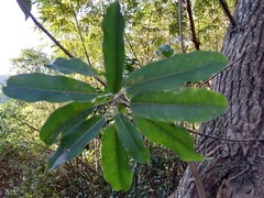 Daphniphyllum oldhami