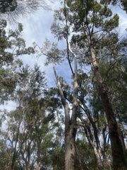 Eucalyptus megacarpa