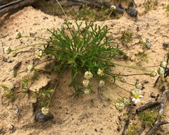 Brachyscome lineariloba