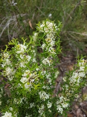 Grevillea trifida