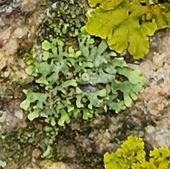 Physcia adscendens