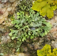 Physcia adscendens