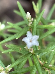 Leucopogon capitellatus