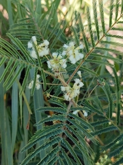 Acaciella angustissima