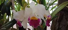 Cattleya