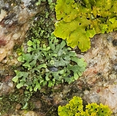 Physcia adscendens