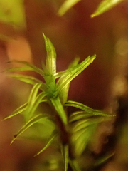 Mnium thomsonii