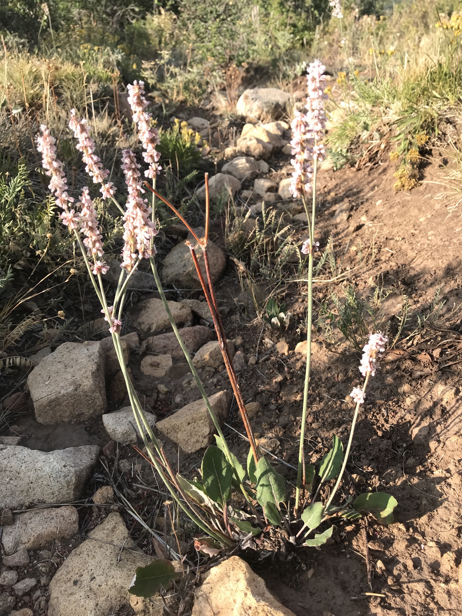 Eriogonum racemosum