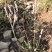 Eriogonum racemosum - Photo (c) Joan, μερικά δικαιώματα διατηρούνται (CC BY-NC), uploaded by Joan