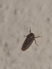 Curtara insularis