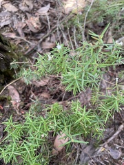 Leucopogon capitellatus