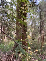 Acacia pentadenia