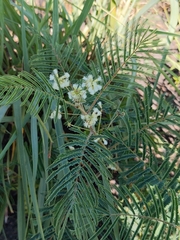 Acaciella angustissima