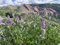 Hedysarum occidentale